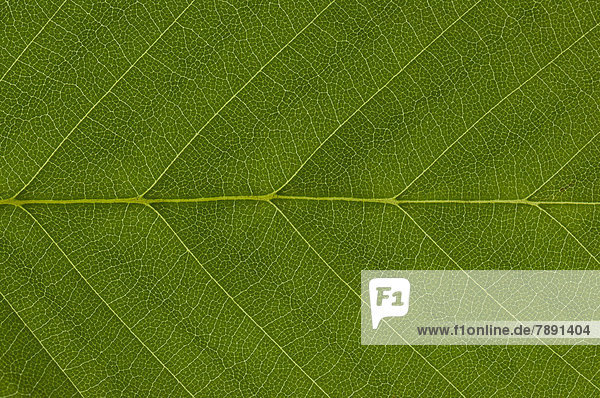 Blattstruktur einer Hainbuche (Carpinus betulus) im Durchlicht  Detail
