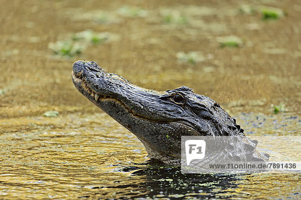 Mississippi-Alligator oder Hechtalligator (Alligator mississippiensis) im Wasser