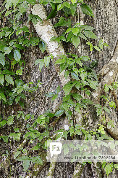 Baum mit Würgfeige (Ficus aurea)
