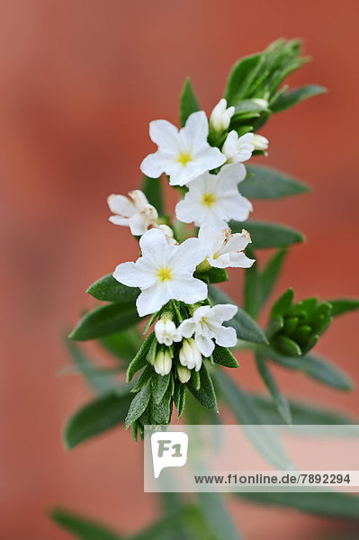 Sonnenwende (Heliotropium polyphyllum)  Blüten