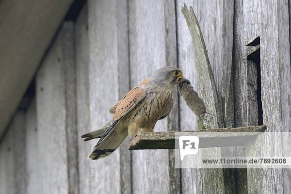 Turmfalke (Falco tinnunculus)  Männchen mit Beute am Nesteingang