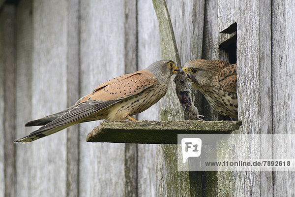 Turmfalke (Falco tinnunculus)  Männchen übergibt am Nesteingang Beute an Weibchen