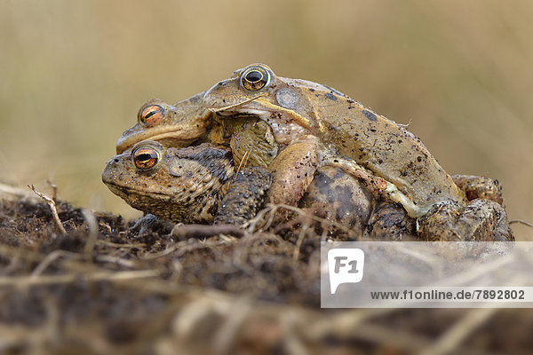 Mating gone wrong  between two toads (Bufo bufo) and a male moor frog (Rana arvalis)