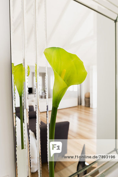 Close-up of a Cala lily in a living room