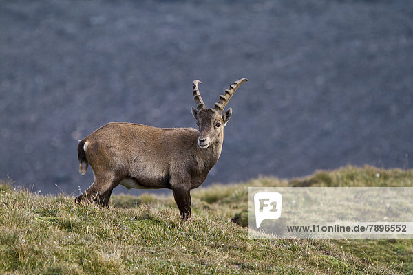 Alpensteinbock oder Gemeiner Steinbock (Capra ibex)