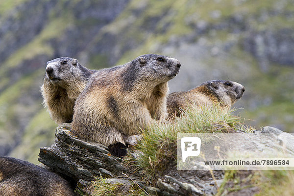 Three Alpine Marmots (Marmota marmota)