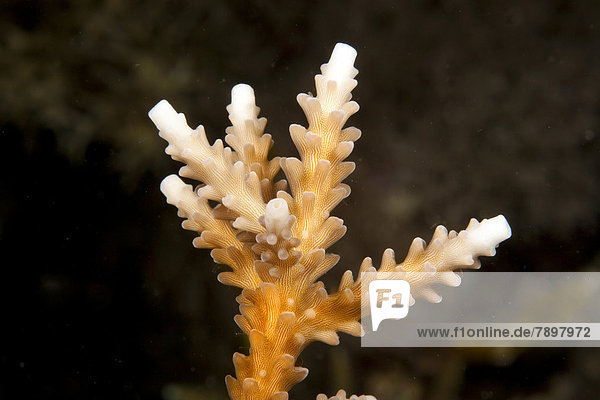 Geweihkoralle (Acropora)  beginnende Korallenbleiche  Detail