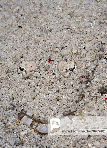 Braunkopf-Plattkopf  Braunwangen-Plattkopf (Cymbacephalus beauforti) versteckt sich im Sand