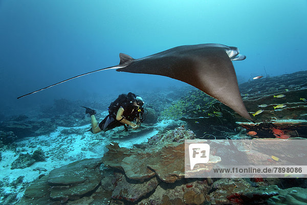 Scuba diver with a closed circuit rebreather Buddy Inspiration observing a Reef Manta Ray (Manta alfredi)  technical diving
