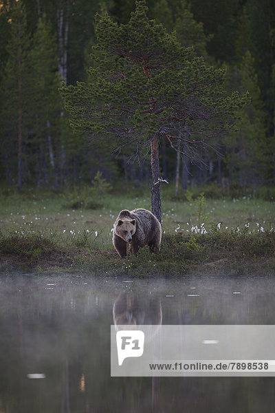 Brown Bear (Ursus arctos) beside a lake at midnight