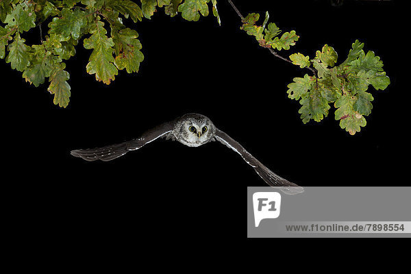 Boreal Owl (Aegolius funereus) in flight