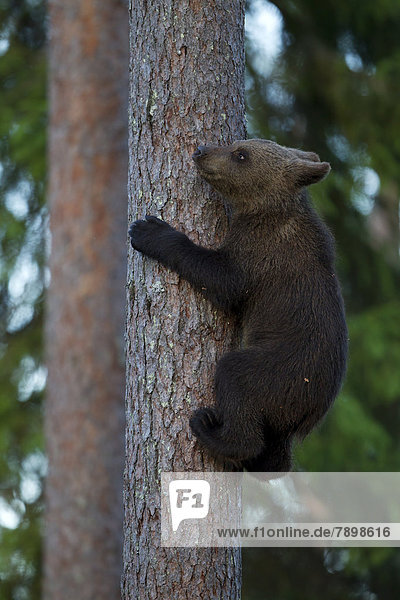Braunbär (Ursus arctos)  Jungtier klettert auf Baum