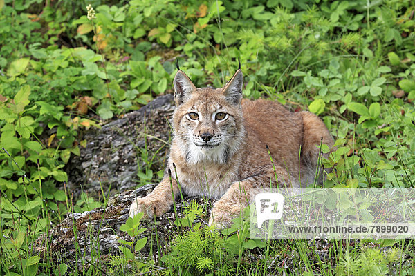 Eurasischer Luchs oder Nordluchs (Lynx lynx)  Weibchen  captive
