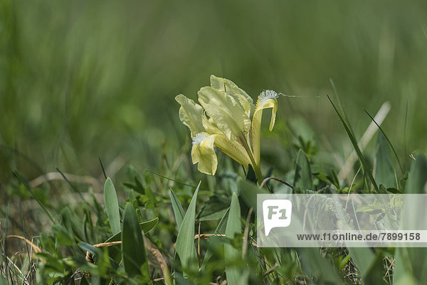 Zwergschwertlilie (Iris pumila)