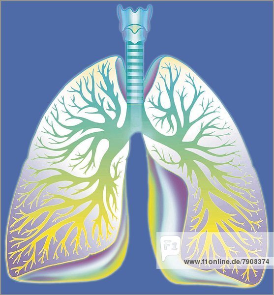 Menschliche Lunge