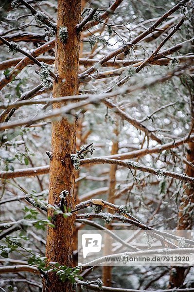 bedecken Landschaft Kiefer Pinus sylvestris Kiefern Föhren Pinie Cuenca Schnee Spanien
