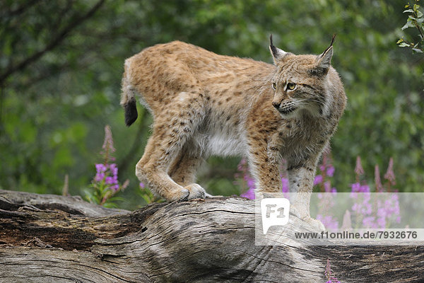 Luchs (Lynx lynx) steht auf einem Baumstamm  captive
