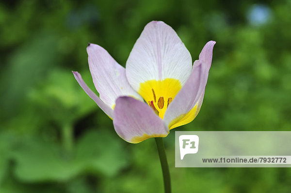 Blühende Kretische Tulpe (Tulipa saxatilis)
