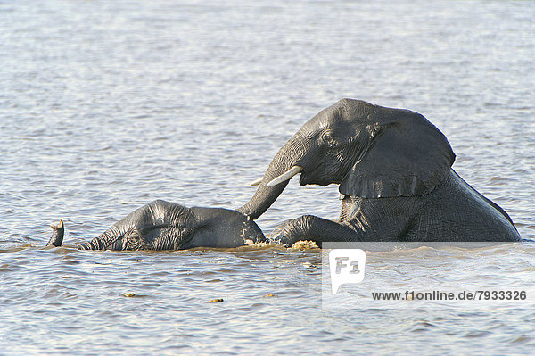 Afrikanische Elefanten (Loxodonta africana) im Wasser