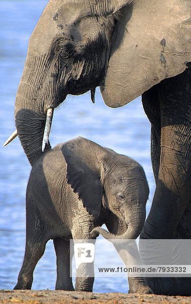 Afrikanischer Elefant (Loxodonta africana) mit Jungtier
