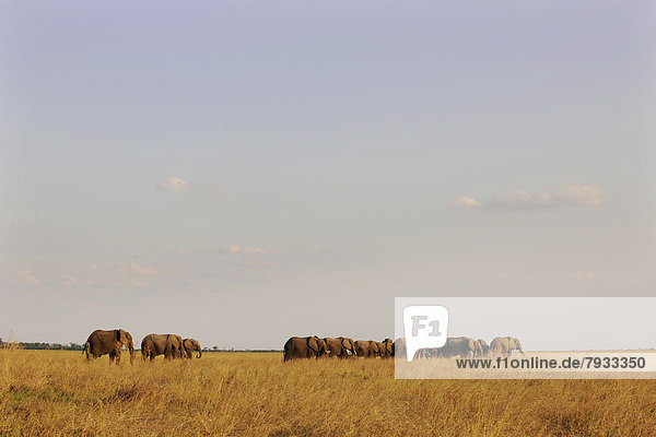 Afrikanische Elefanten (Loxodonta africana)