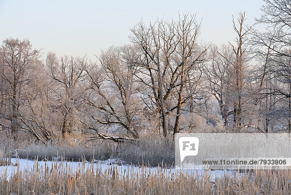 Verschneite und verreifte Winterlandschaft in einem Teichgebiet