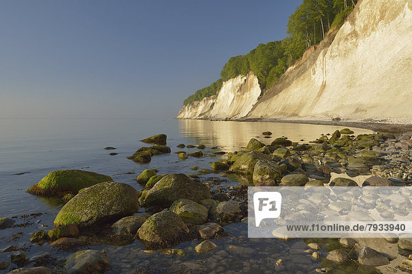 Steine am Strand  mit Bäumen bewachsene Steilküste  Kreidefelsen