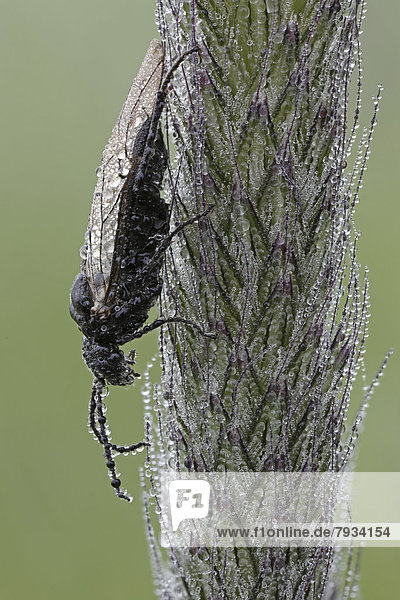 Blattwespe (Tenthredinidae)