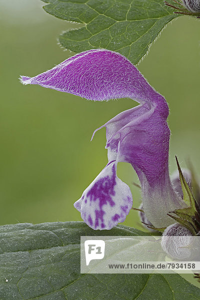 Blüte der Purpurroten Taubnessel (Lamium purpureum)