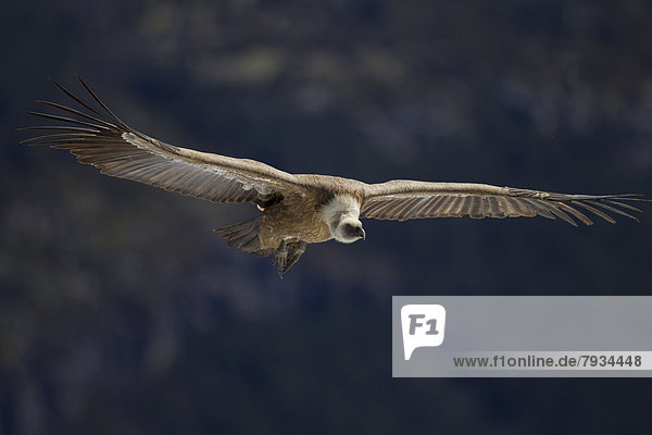 Griffon Vulture (Gyps fulvus)  in flight