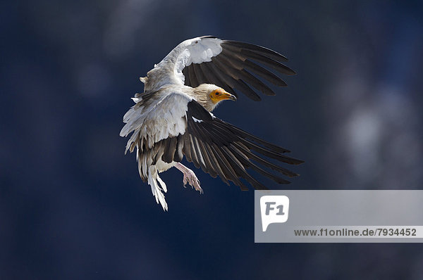 Egyptian Vulture (Neophron percnopterus) approaching to land