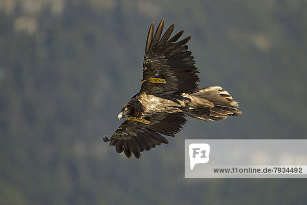 Bartgeier (Gypaetus barbatus)  immaturer Vogel im Flug mit Flügelmarken