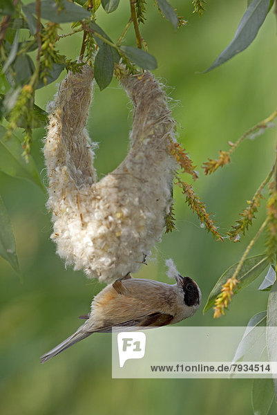 Eurasian Penduline Tit or European Penduline Tit (Remiz pendulinus)  rival male bird robbing nesting material