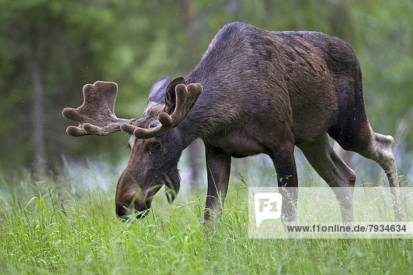 Eurasian Elk or Moose (Alces alces)  bull grazing