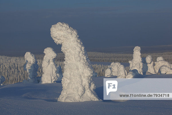 Fjell im Winter  Bäume mit Schneebehang