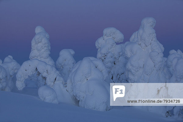 Snow covered trees on Rukatunturi Mountain