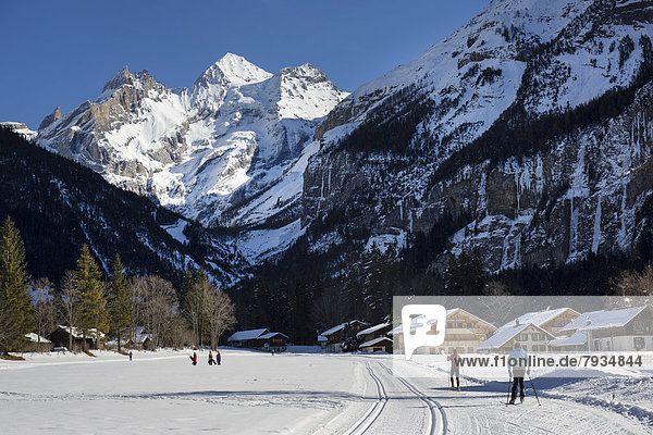 Cross-country skiers in a winter landscape  Blueemlisalp Massif in the middle