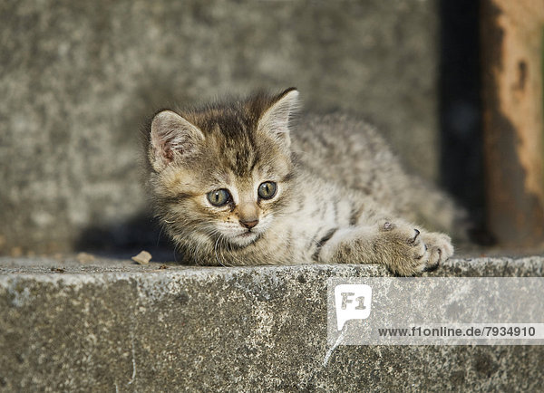 Brown tabby kitten lying on a step and basking in the sun