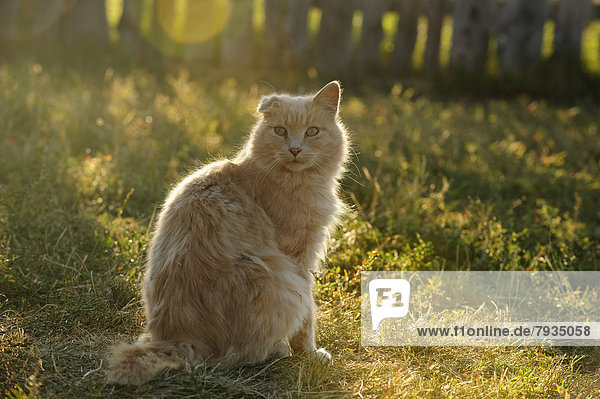 Red tabby cat with backlighting