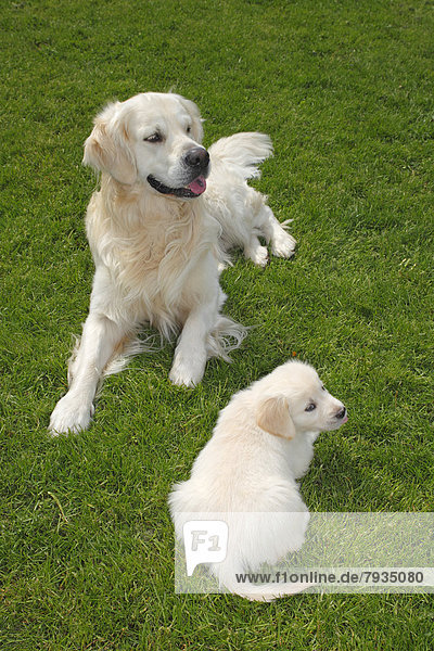 Golden Retriever  male dog and puppy on a meadow