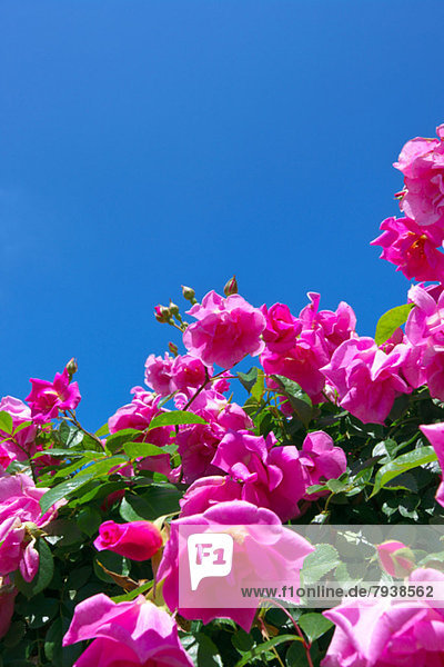 Himmel  blau  pink  Rose