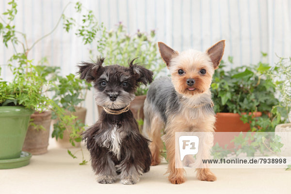 Modell  Yorkshire and the Humber  Terrier  Schnauzer  Miniatur
