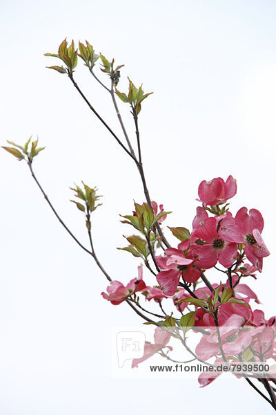 Asiatischer Blüten-Hartriegel  Cornus kousa