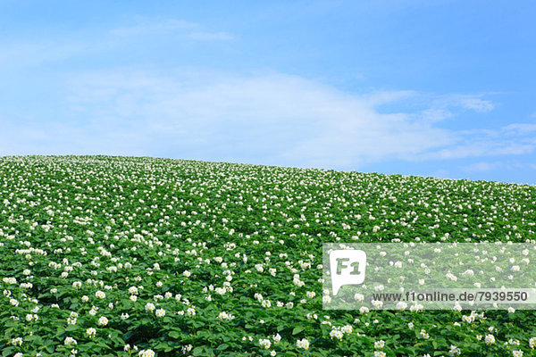 Wolke  Himmel  Feld  blau  Kartoffel  Hokkaido