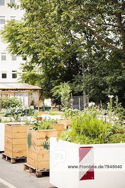 Urban Gardening  Frankfurt am Main  Hessen  Deutschland  Europa