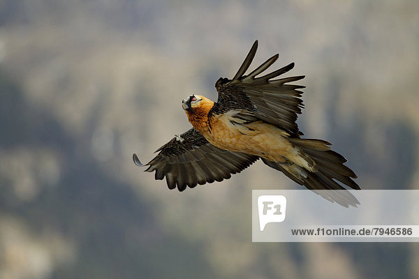 Bearded Vulture (Gypaetus barbatus)  adult in flight