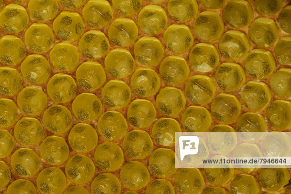 Westliche Honigbienen (Apis mellifera)  frisch geschlüpfte Larven in Brutzellen einer Bienenwabe