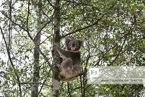 Koala (Phascolarctos cinereus) auf Baum