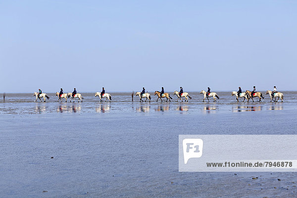 Horseriding in the mudflats