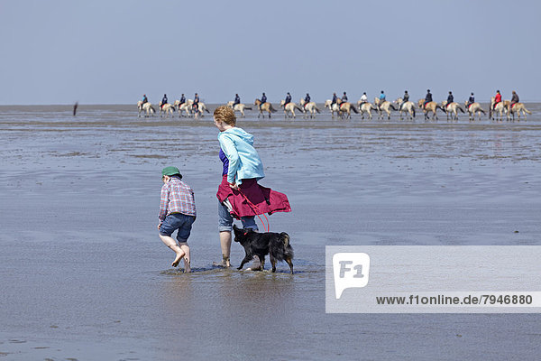 Woman  child and a dog walking through the mudflats with a row of horseriders at the rear